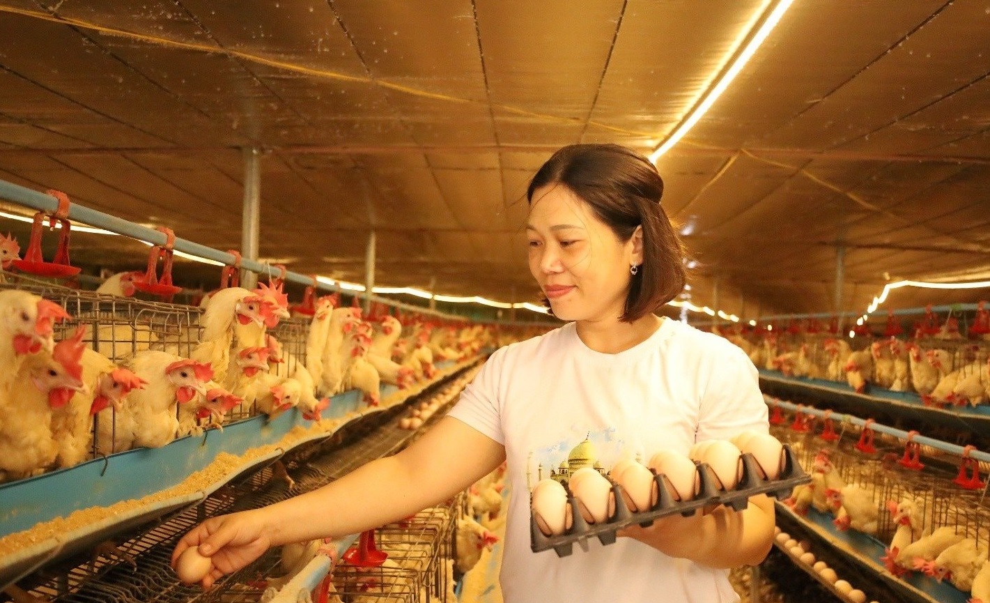 Kỹ Thuật Nuôi Gà Đẻ Trứng Theo Mô Hình Nông Trại