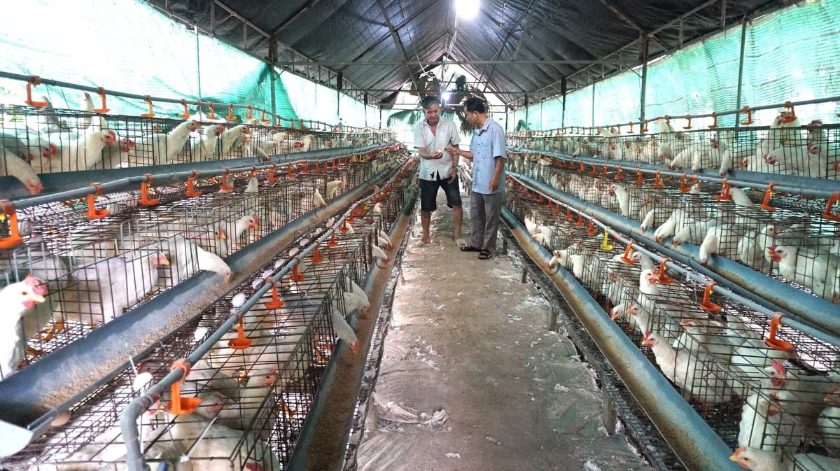 Kỹ Thuật Nuôi Gà Đẻ Trứng Theo Mô Hình Nông Trại
