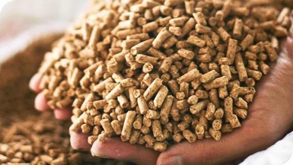 Máy xay thức ăn chăn nuôi – Giải pháp tiết kiệm chi phí, nâng cao hiệu quả chăn nuôi hiện đại
