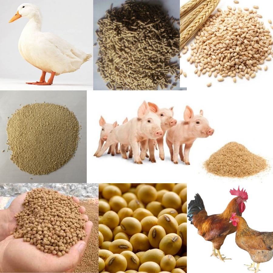 Máy xay thức ăn chăn nuôi – Giải pháp tiết kiệm chi phí, nâng cao hiệu quả chăn nuôi hiện đại