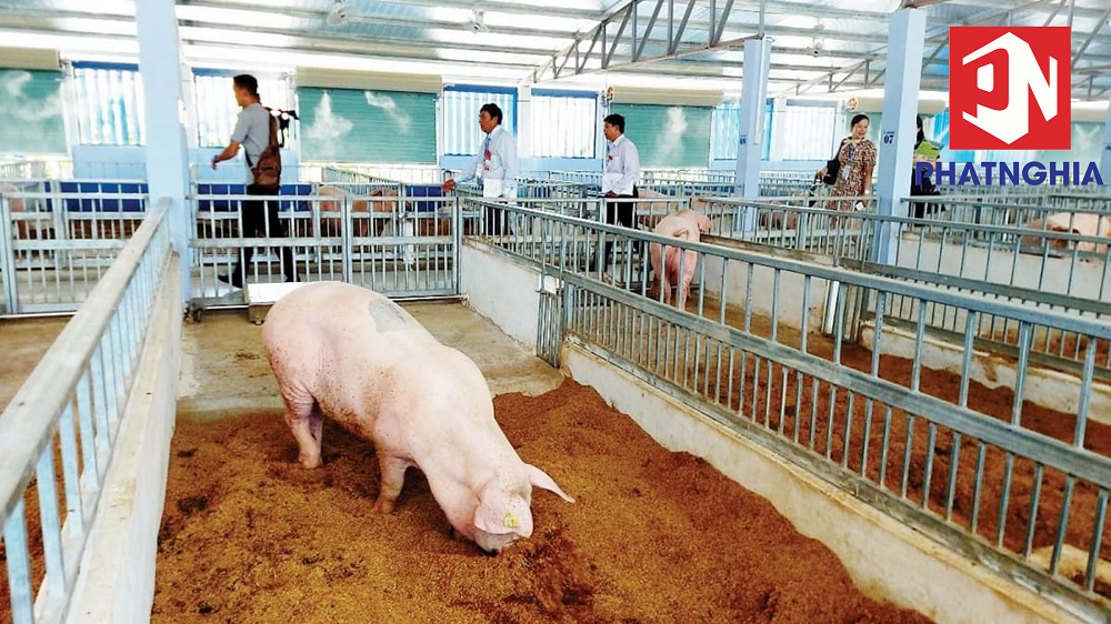 Mô Hình Nuôi Lợn Sạch Đem Lại Hiệu Quả Vượt Trội: Hướng Đi Bền Vững Cho Ngành Chăn Nuôi Việt Nam