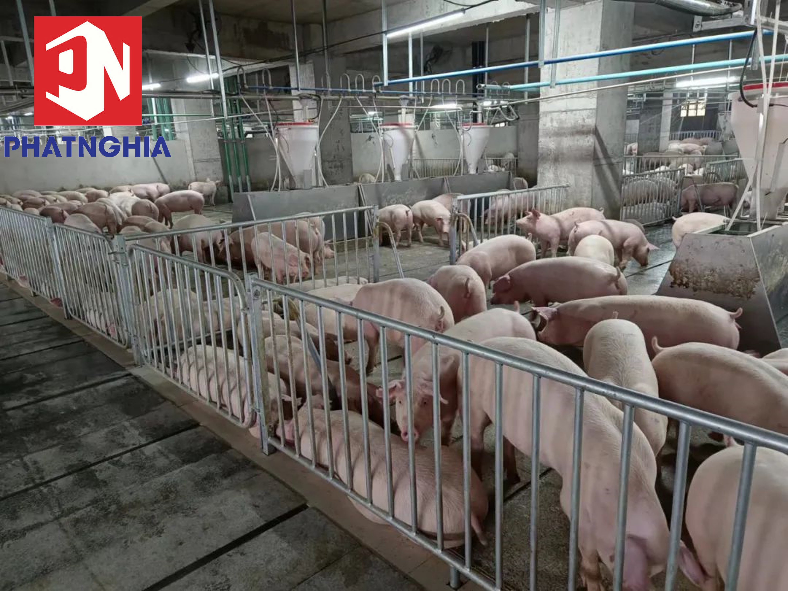 Nuôi heo trong chung cư – Mô hình chăn nuôi công nghệ cao dẫn đâu xu hướng tương lai