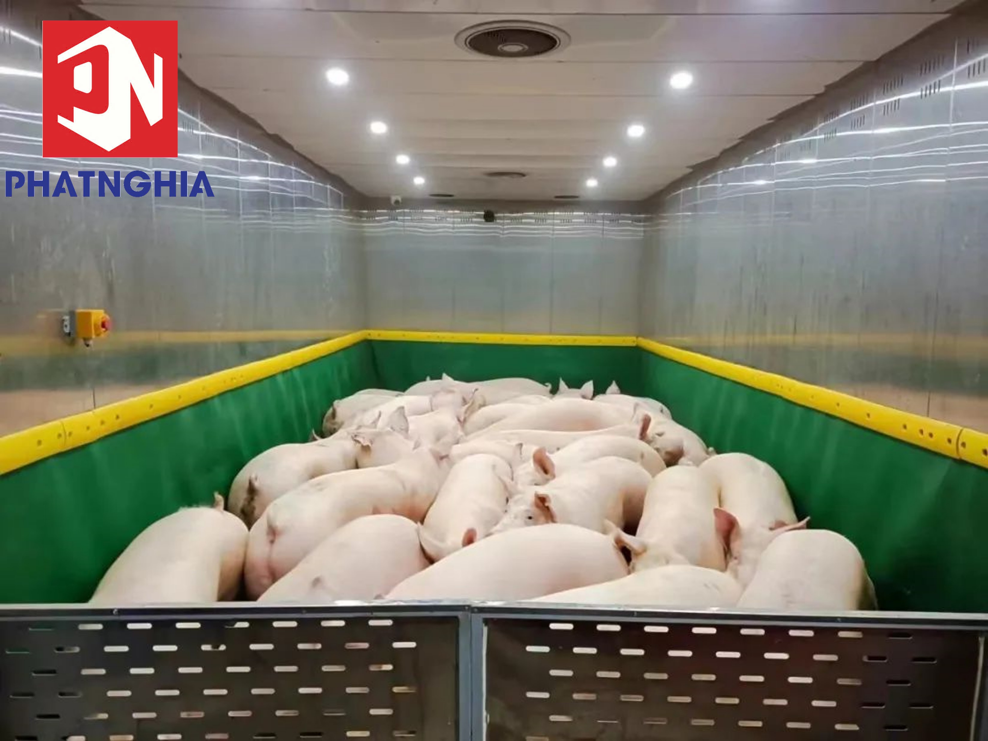 Nuôi heo trong chung cư – Mô hình chăn nuôi công nghệ cao dẫn đâu xu hướng tương lai