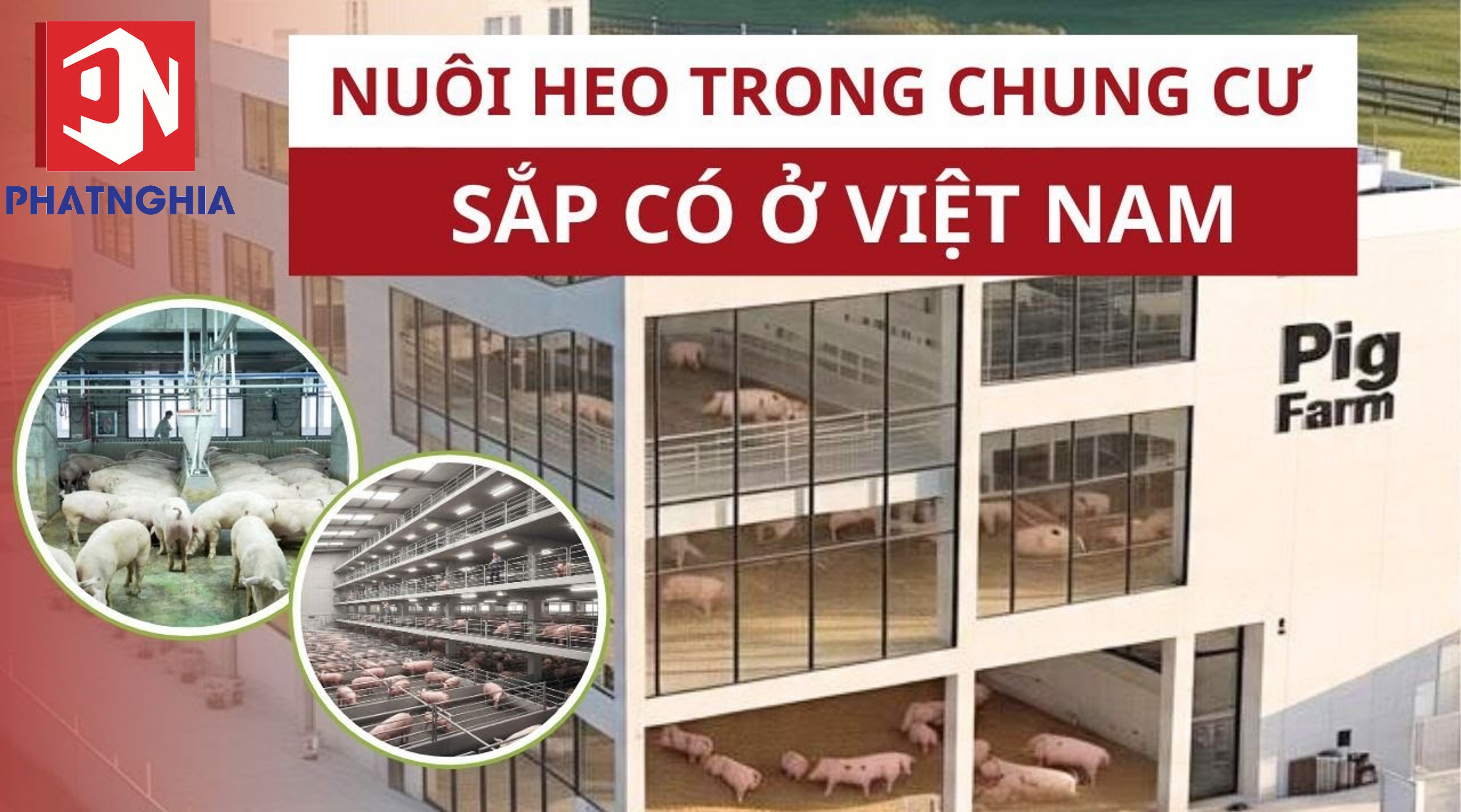 Nuôi heo trong chung cư – Mô hình chăn nuôi công nghệ cao dẫn đâu xu hướng tương lai