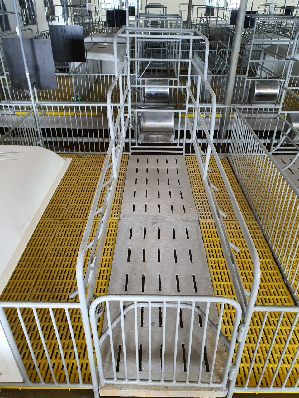 Sàn nhựa chăn nuôi heo – Giải pháp tối ưu cho trang trại hiện đại