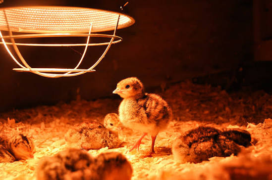 Sưởi ấm cho gà con: Bí quyết giúp gà khỏe mạnh, tăng tỷ lệ sống và nâng cao hiệu quả chăn nuôi