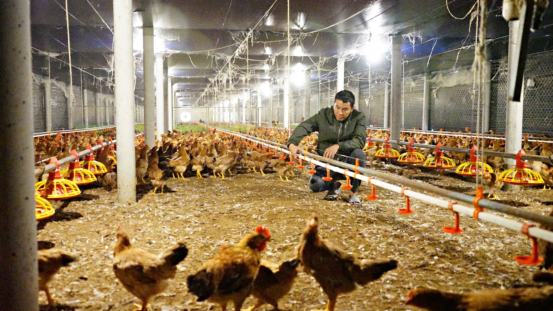 Thiết kế chuồng gà đẻ trứng công nghiệp thông minh – Giải pháp nâng cao năng suất và tối ưu chi phí cho trang trại hiện đại