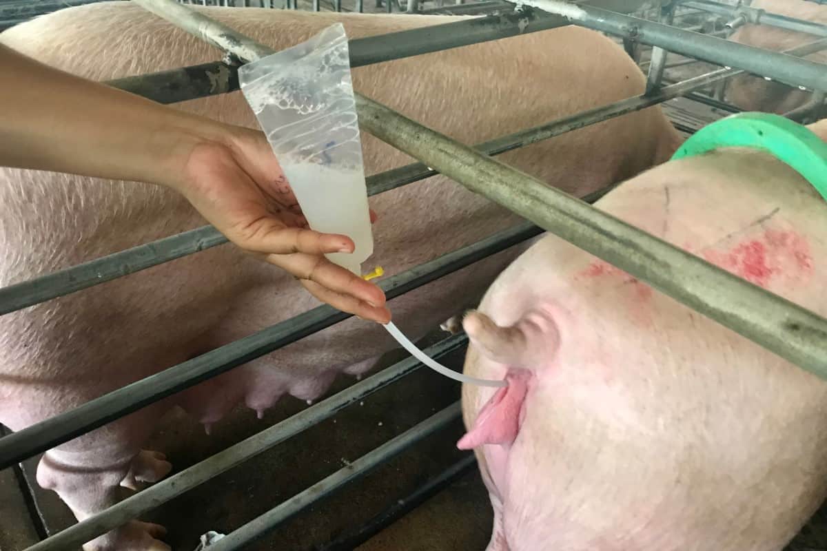 THỜI ĐIỂM PHỐI GIỐNG THÍCH HỢP CHO LỢN NÁI – YẾU TỐ QUYẾT ĐỊNH HIỆU QUẢ SINH SẢN TRONG TRANG TRẠI HIỆN ĐẠI