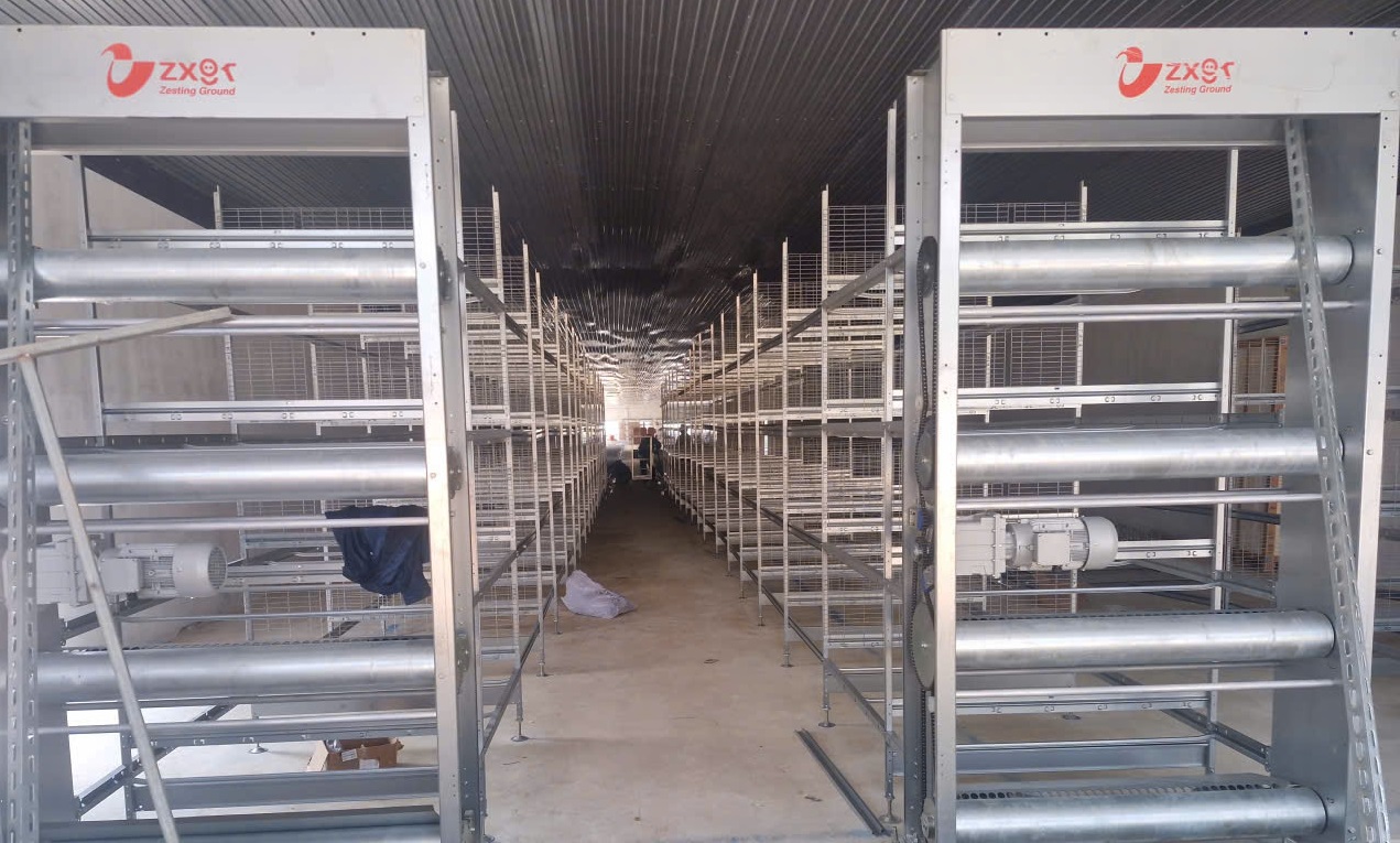 Trại gà công nghiệp đẻ trứng – Giải pháp đầu tư bền vững và tối ưu lợi nhuận cho nhà chăn nuôi