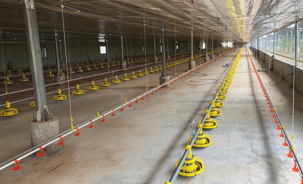 Trại Nuôi Gà Công Nghiệp 4.0 – Bí Quyết Tối Ưu Năng Suất, Giảm Chi Phí Và Tăng Lợi Nhuận Bền Vững