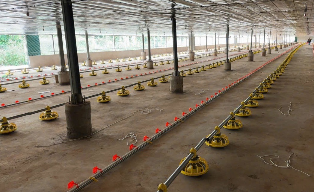 Trại Nuôi Gà Công Nghiệp 4.0 – Bí Quyết Tối Ưu Năng Suất, Giảm Chi Phí Và Tăng Lợi Nhuận Bền Vững