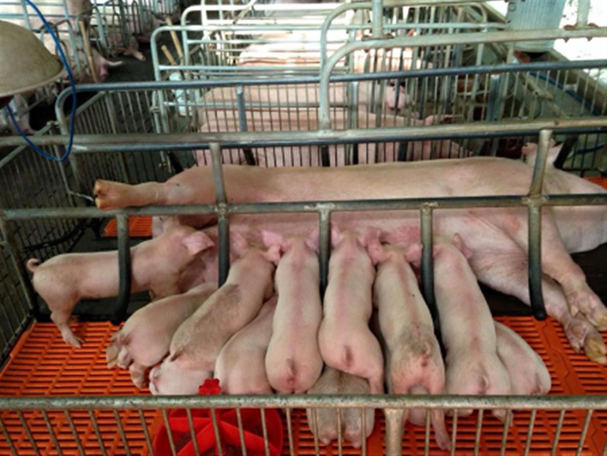 Trại heo nái sinh sản – Giải pháp thiết kế và lắp đặt hiệu quả, bền vững cùng Phát Nghĩa