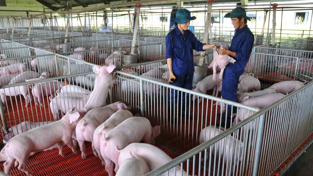 Trại heo thông minh – Giải pháp chăn nuôi hiện đại cho năng suất vượt trội
