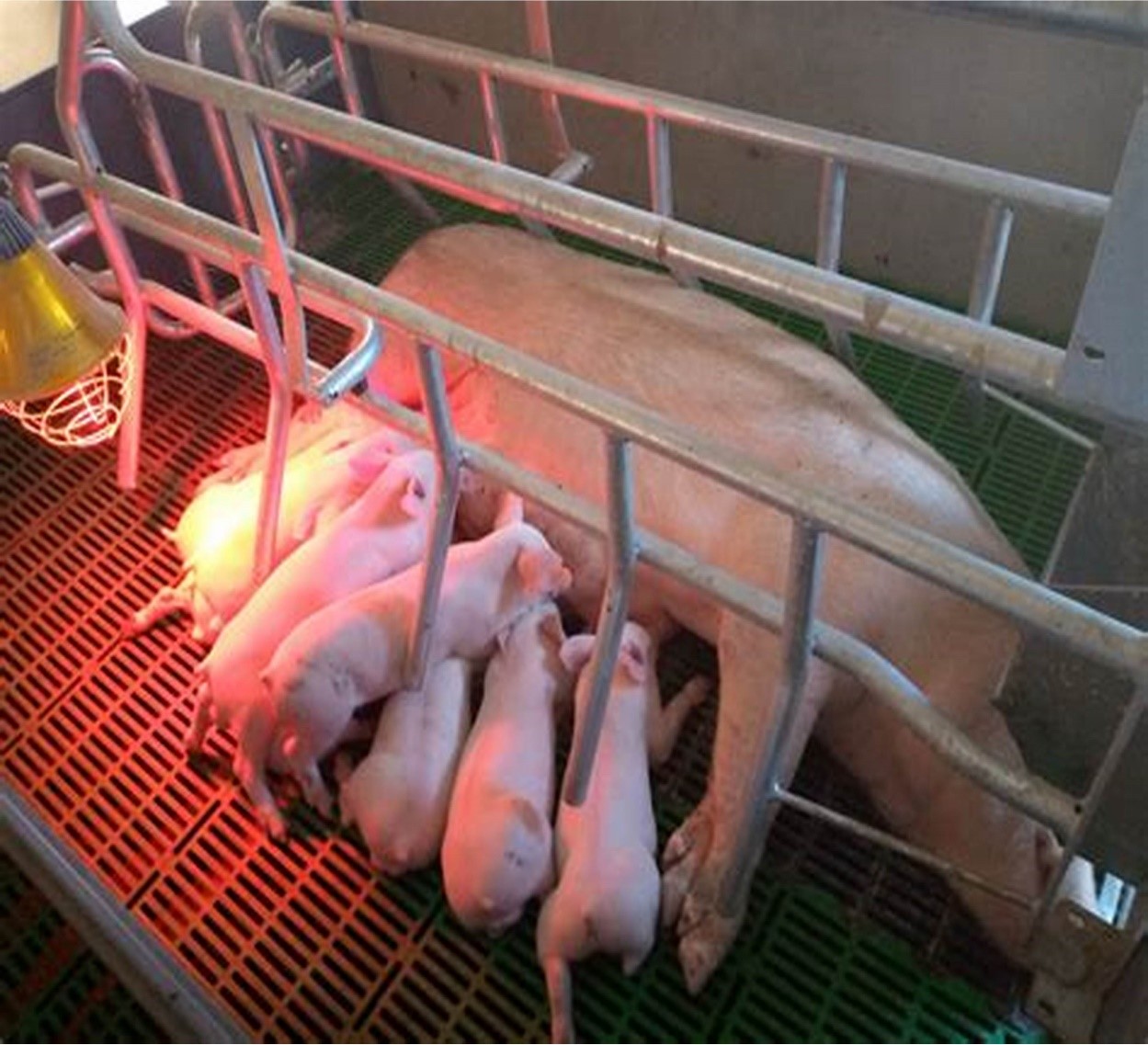 Trại nuôi heo công nghiệp – Giải pháp chăn nuôi hiện đại giúp tối ưu năng suất và giảm chi phí vận hành