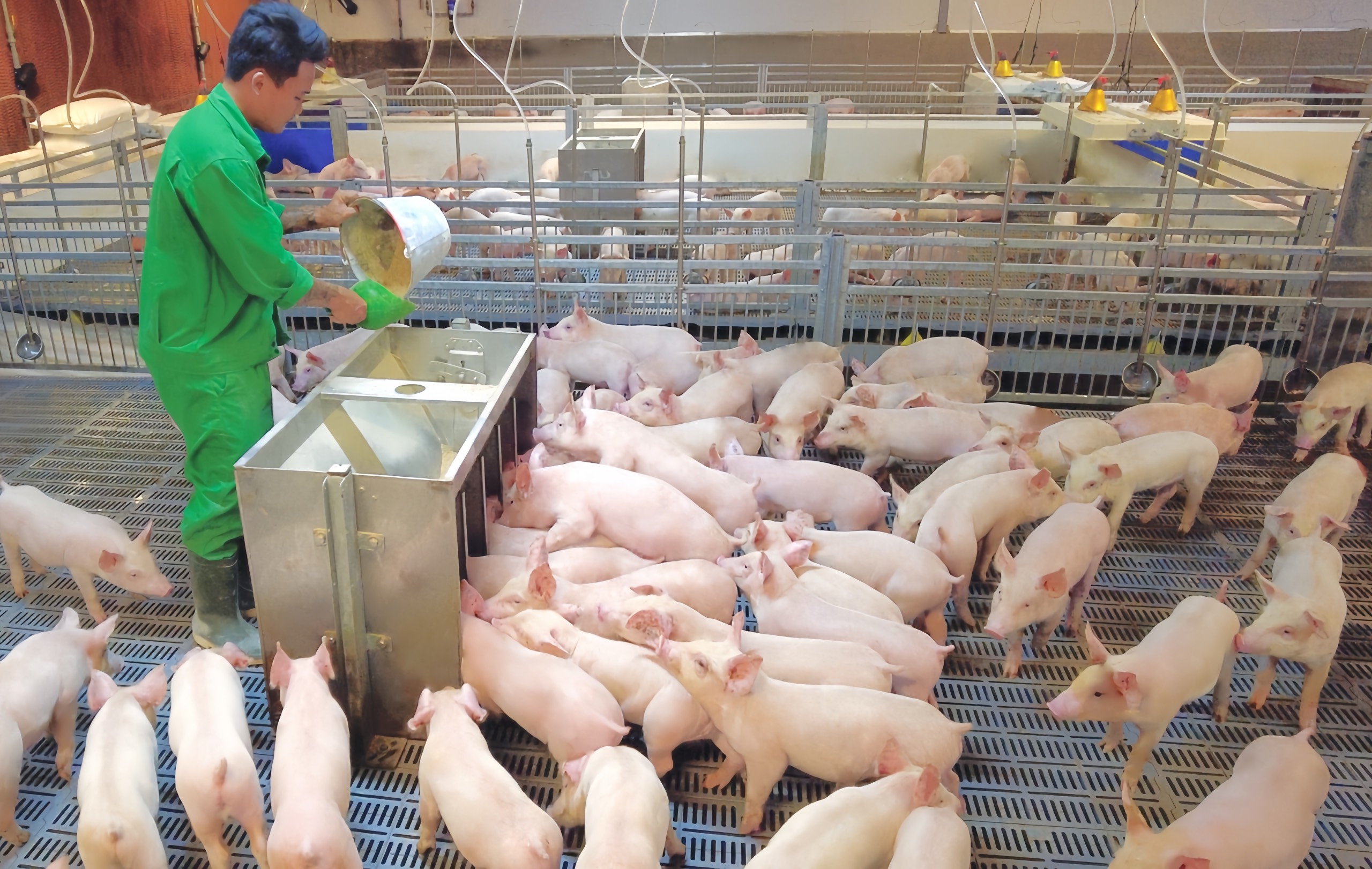 Trại nuôi heo công nghiệp – Giải pháp chăn nuôi hiện đại giúp tối ưu năng suất và giảm chi phí vận hành