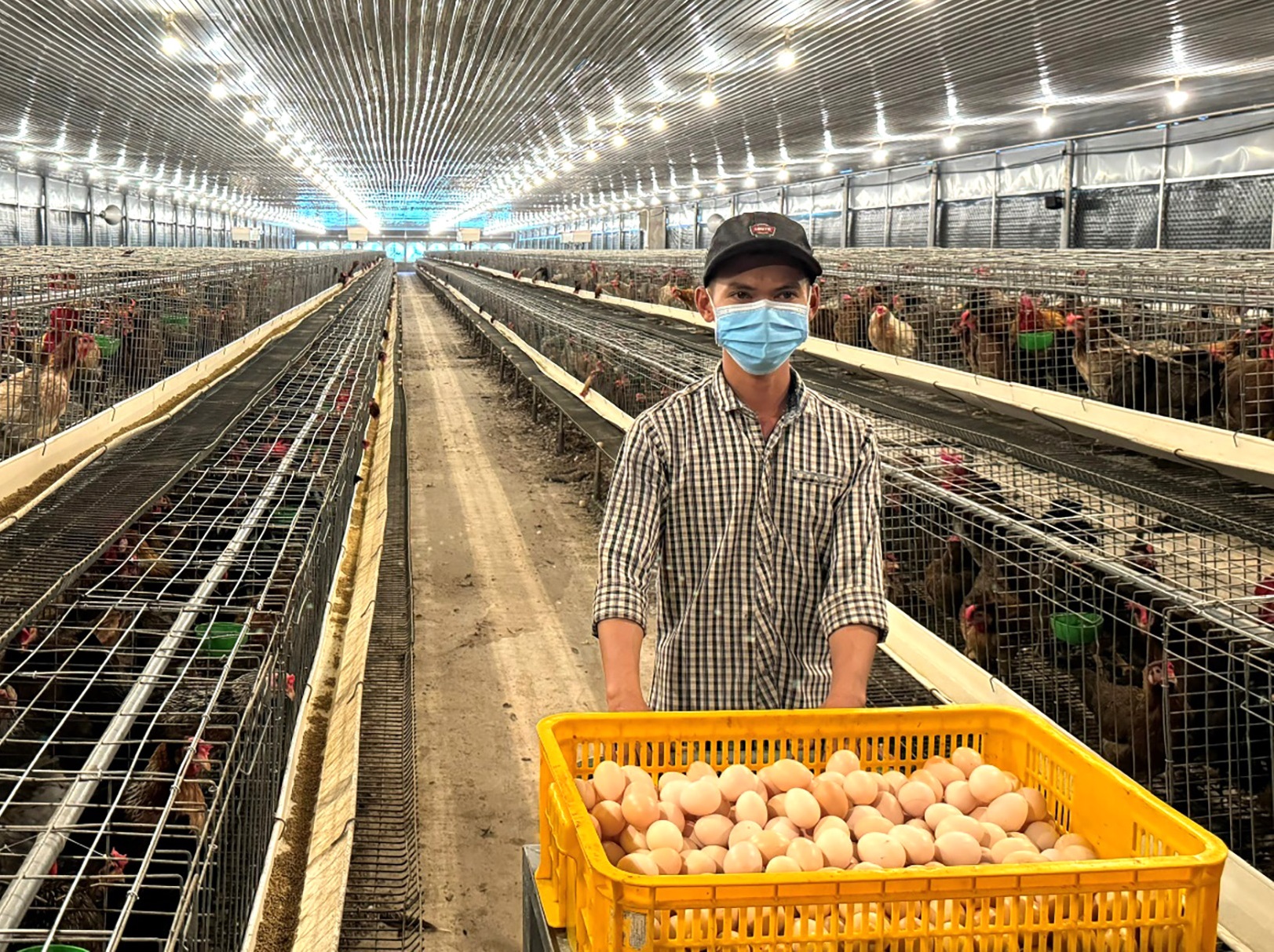 Trại trứng gà công nghiệp – Giải pháp đầu tư hiện đại, tối ưu lợi nhuận bền vững
