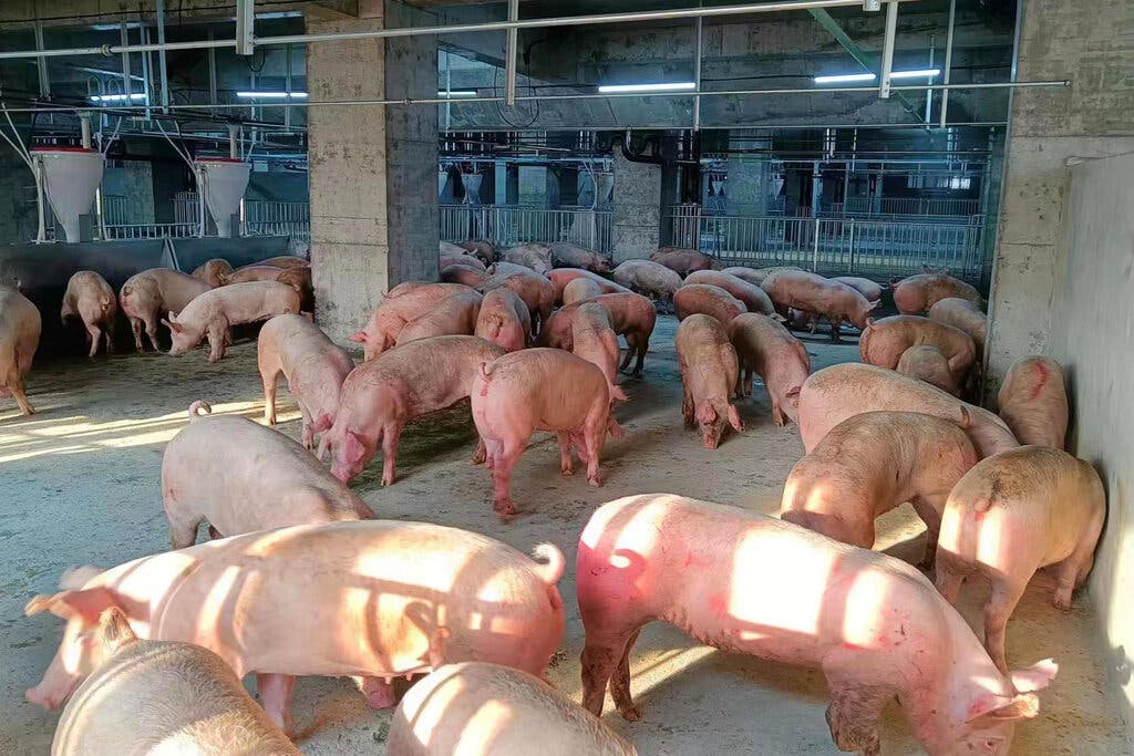 Xây Chung Cư Nuôi Heo: Giải Pháp Đột Phá Hay Ý Tưởng Điên Rồ?