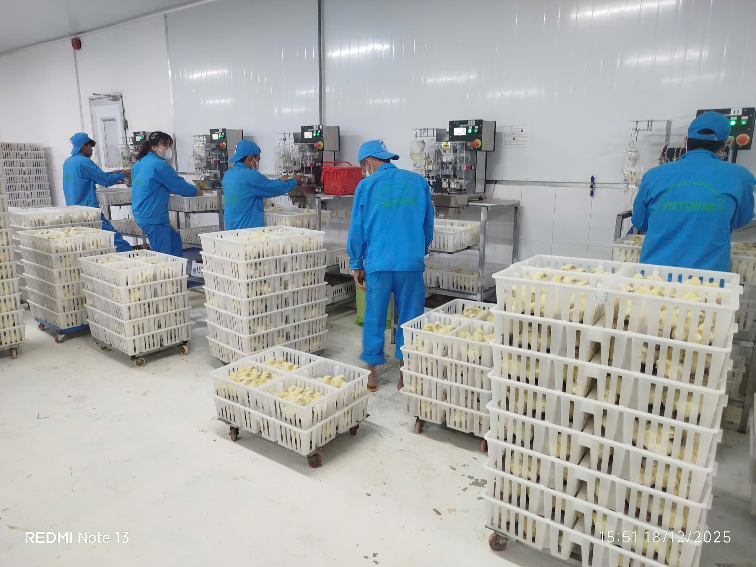 Phát Nghĩa hỗ trợ kỹ thuật cùng chuyên gia nước ngoài ChickMaster cho hệ thống máy ấp trứng và nở trứng