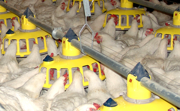 Hệ thống ăn gà giống Hệ thống ăn tự động gà giống thịt